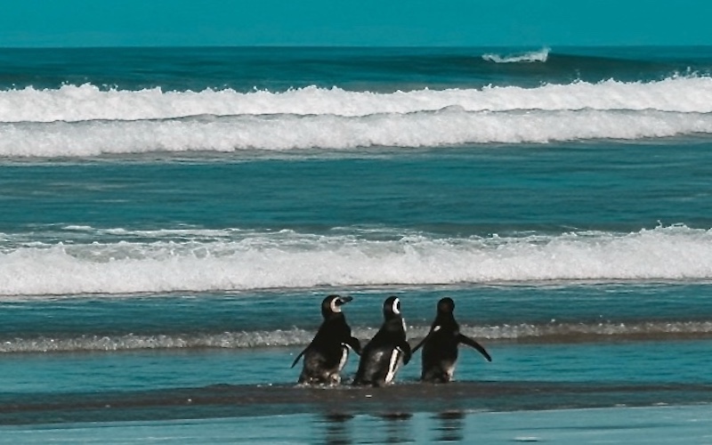 Pinguine ausgewildert